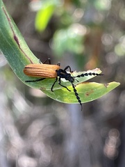 Pseudolycus torridus