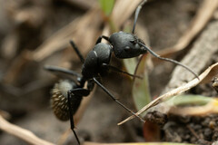 Camponotus aeneopilosus