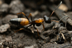Opisthopsis picta