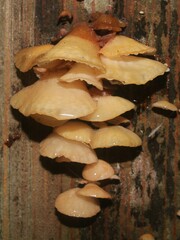 Gloiocephala