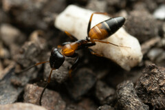 Opisthopsis picta