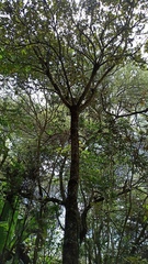 Oreopanax sessiliflorus