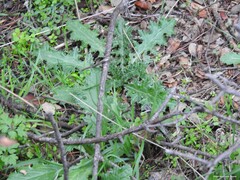 Carduus pycnocephalus