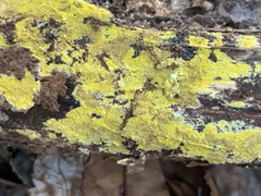 Phlebiodontia subochracea