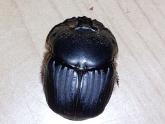 Coprophanaeus corythus