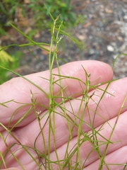 Schoenus maschalinus