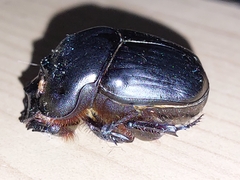 Coprophanaeus corythus