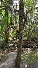 Oreopanax sessiliflorus