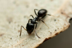 Ochetellus glaber