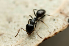 Ochetellus glaber