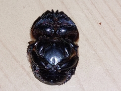 Coprophanaeus corythus