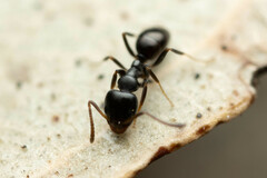 Ochetellus glaber