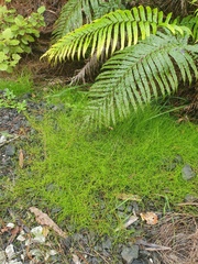 Schoenus maschalinus