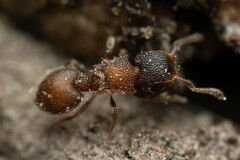 Meranoplus