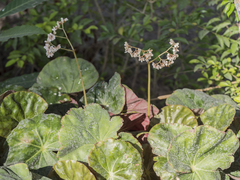 Begonia goegoensis