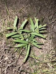 Desmodium sessilifolium