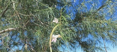 Chilopsis linearis arcuata