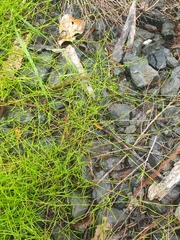 Schoenus maschalinus