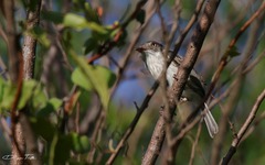 Hemitriccus margaritaceiventer