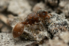Meranoplus