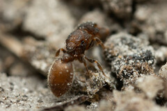 Meranoplus