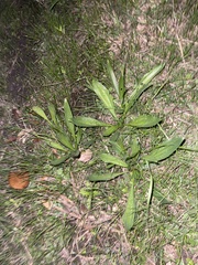 Desmodium sessilifolium