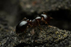 Monomorium sydneyense