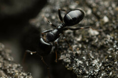 Ochetellus glaber