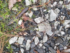 Schoenus maschalinus