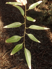 Eucalyptus grandis