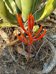 Erythrina leptorhiza