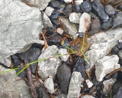 Schoenus maschalinus