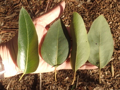 Eucalyptus grandis