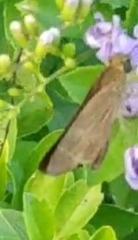 Panoquina lucas