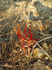 Erythrina leptorhiza