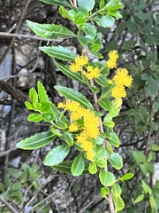 Azara lanceolata