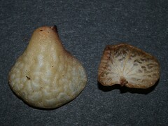 Gloiocephala