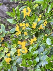 Azara lanceolata