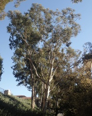 Eucalyptus grandis