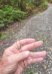 Schoenus maschalinus