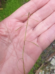 Schoenus maschalinus