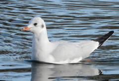 Chroicocephalus ridibundus