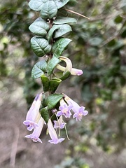 Rhaphithamnus spinosus