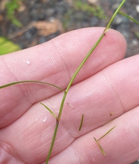 Schoenus maschalinus