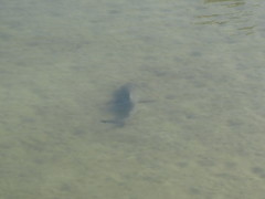 Carcharhinus plumbeus