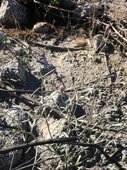 Palafoxia arida arida