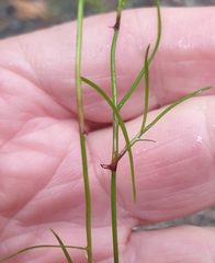 Schoenus maschalinus