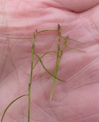 Schoenus maschalinus