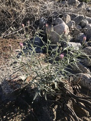Palafoxia arida arida