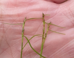 Schoenus maschalinus